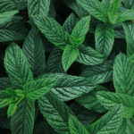 Polartec_Peppermint_Leaves_LR